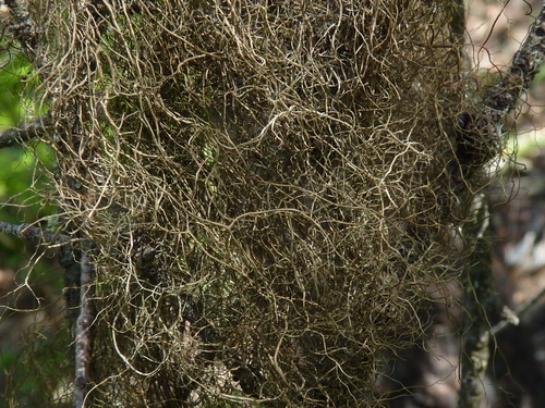 Bryoria photograph