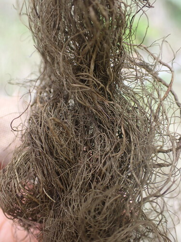 Bryoria photograph