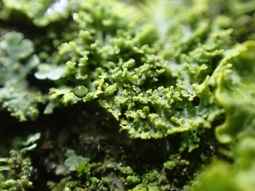 Photograph of Candelaria concolor lichen in its natural habitat