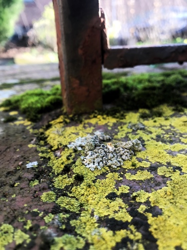 Candelaria concolor photograph
