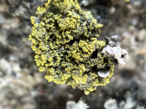 Candelaria concolor photograph
