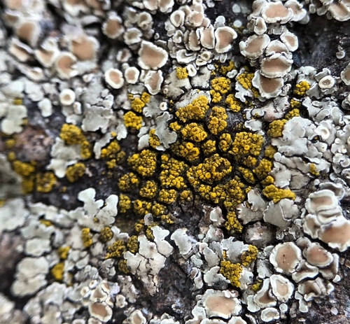 Photograph of Candelariella vitellina lichen in its natural habitat