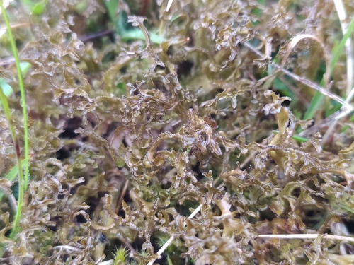 Photograph of Cetraria islandica lichen in its natural habitat