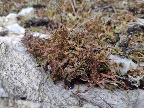 Cetraria islandica photograph