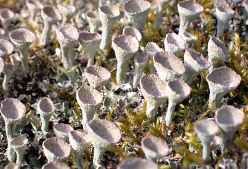 Cladonia chlorophaea photograph