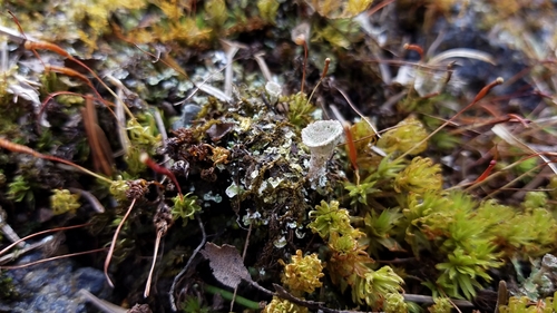Cladonia chlorophaea photograph