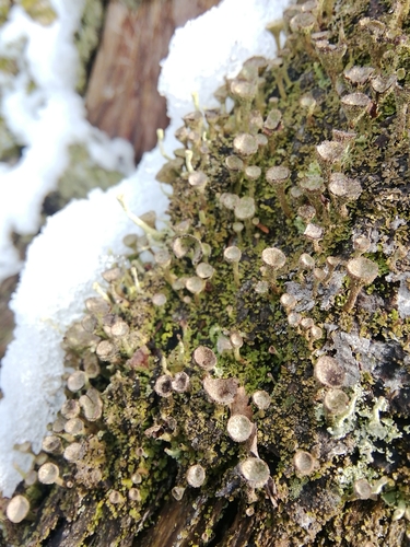 Cladonia chlorophaea photograph