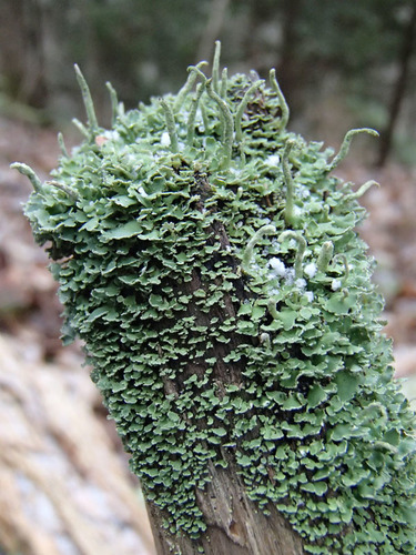 Photograph of Cladonia coniocraea lichen in its natural habitat