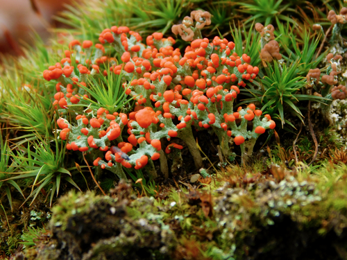 Podetia of Cladonia cristatella