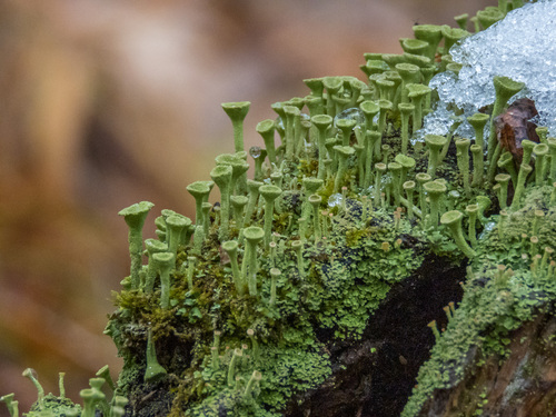 Lignicolous lichen on wood