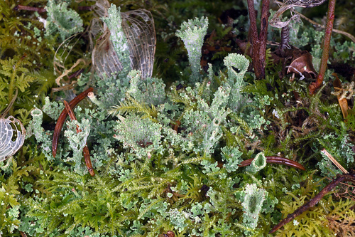 Squamulose lichen with overlapping scales