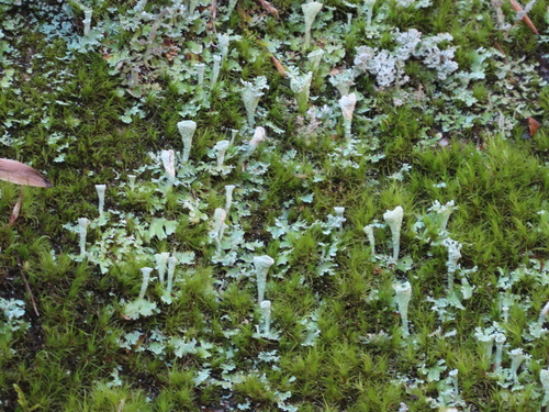Cladonia pyxidata photograph