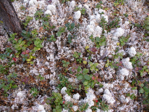 Terricolous lichen on soil