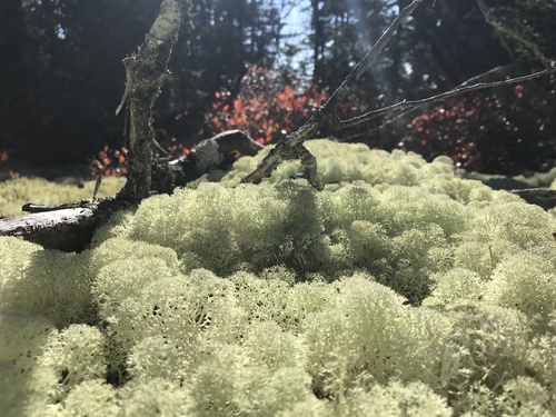 Photograph of Cladonia stellaris lichen in its natural habitat