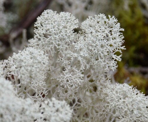 Cladonia stellaris photograph