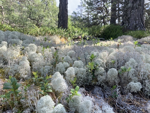 Cladonia stellaris photograph