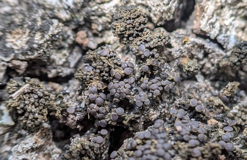 Gelatinous lichen