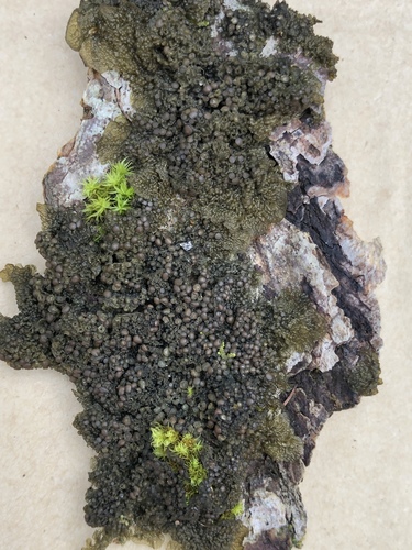 Collema photograph