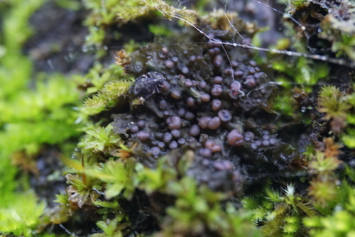 Collema photograph