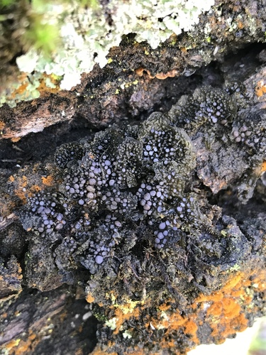 Collema photograph
