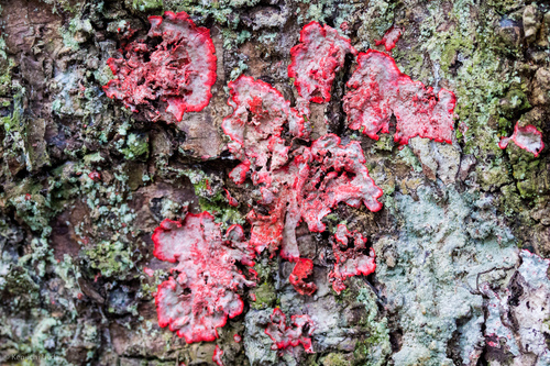Photograph of Herpothallon rubrocinctum lichen in its natural habitat