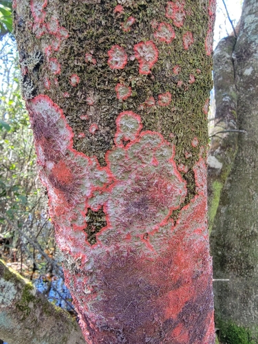 Herpothallon rubrocinctum photograph