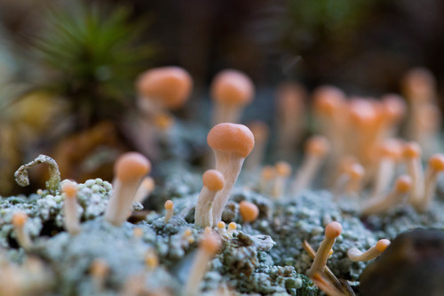 Photograph of Dibaeis baeomyces lichen in its natural habitat