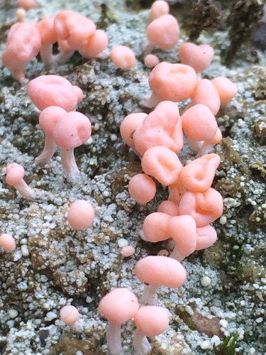 Dibaeis baeomyces photograph
