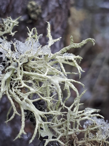 Photograph of Evernia mesomorpha lichen in its natural habitat