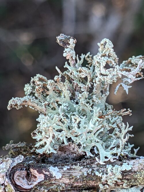 Evernia prunastri with white underside