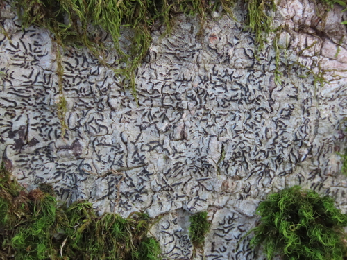 Crustose lichen with lirellae