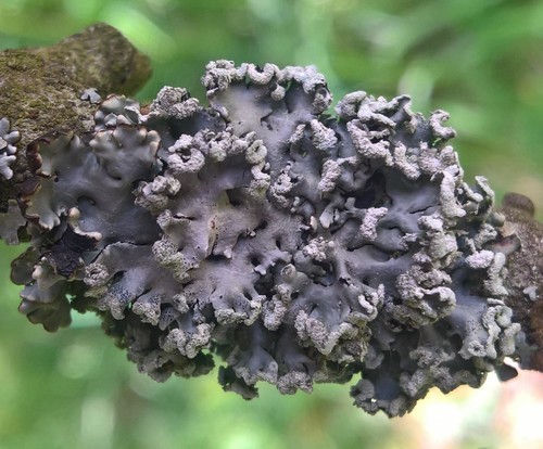 Hypogymnia physodes photograph