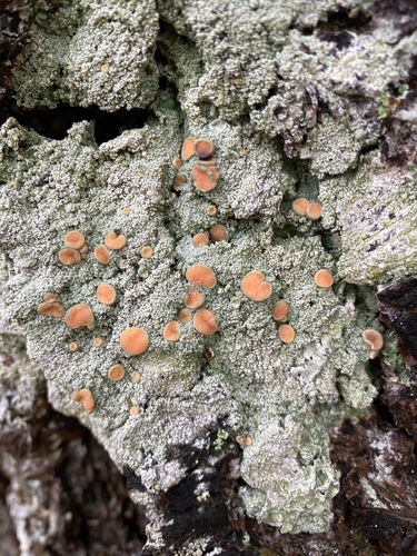 Photograph of Icmadophila ericetorum lichen in its natural habitat