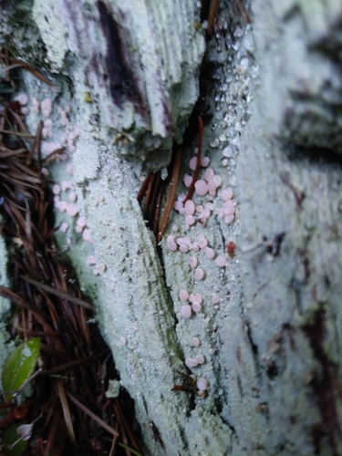Icmadophila ericetorum photograph