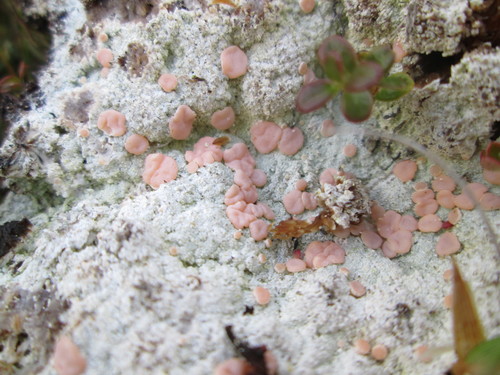 Icmadophila ericetorum photograph