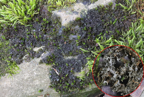 Leptogium photograph