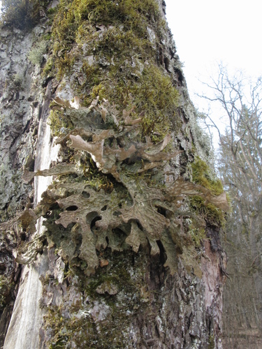 Foliose lichen with leafy lobes