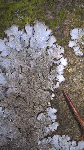 Isidia on Parmelia saxatilis