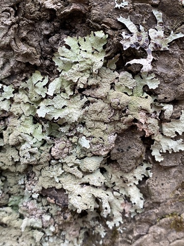 Parmelia saxatilis photograph