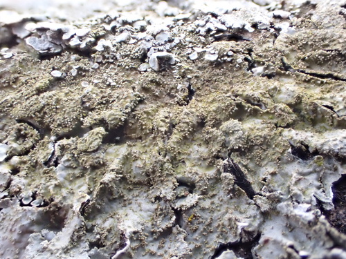 Parmelia saxatilis photograph