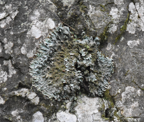 Parmelia saxatilis photograph