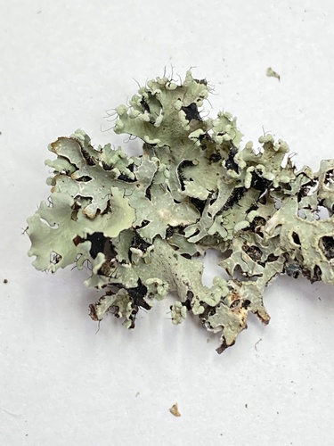 Parmotrema perlatum photograph