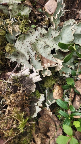 Photograph of Peltigera aphthosa lichen in its natural habitat