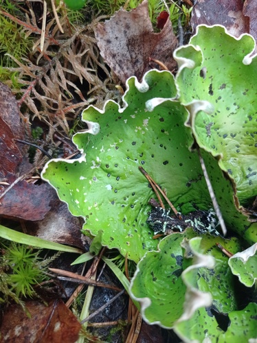 Peltigera aphthosa photograph