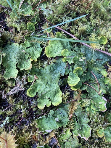 Peltigera aphthosa photograph