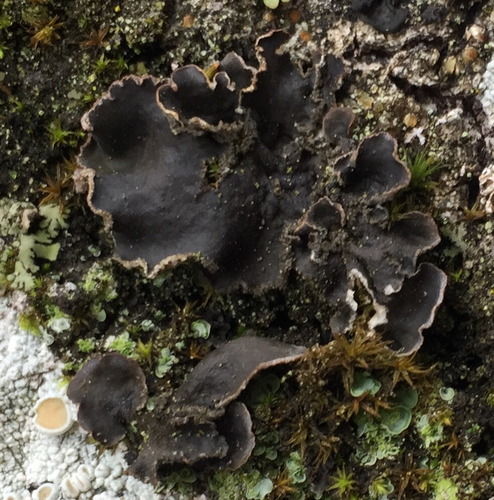 Peltigera collina photograph
