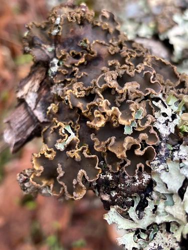 Peltigera collina photograph