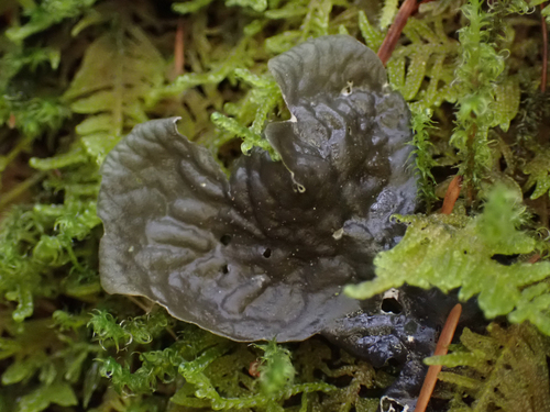 Peltigera showing veined underside and rhizines