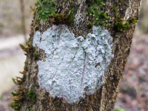 Photograph of Phlyctis argena lichen in its natural habitat