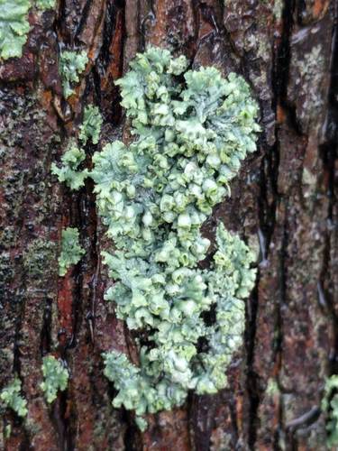 Physcia adscendens with hooded soralia